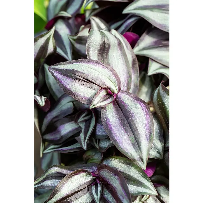 Piardino Zebrakraut - Tradescantia in Sorten, Topfgre: 12 cm, Grn-silber- violett online kaufen bei BAUHAUS
