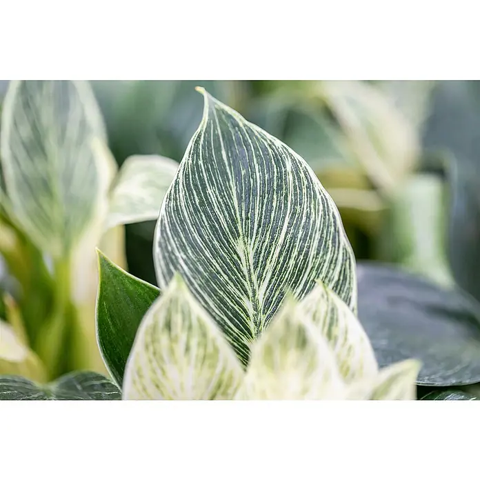 Piardino Baumfreund - Philodendron 'Birkin', Topfgröße: 14 cm - Nahaufnahme eines Birkin-Philodendrons mit markanten, gestreiften Blättern, die seine einzigartige Musterung hervorheben. Ideal für Zimmerpflanzenliebhaber.