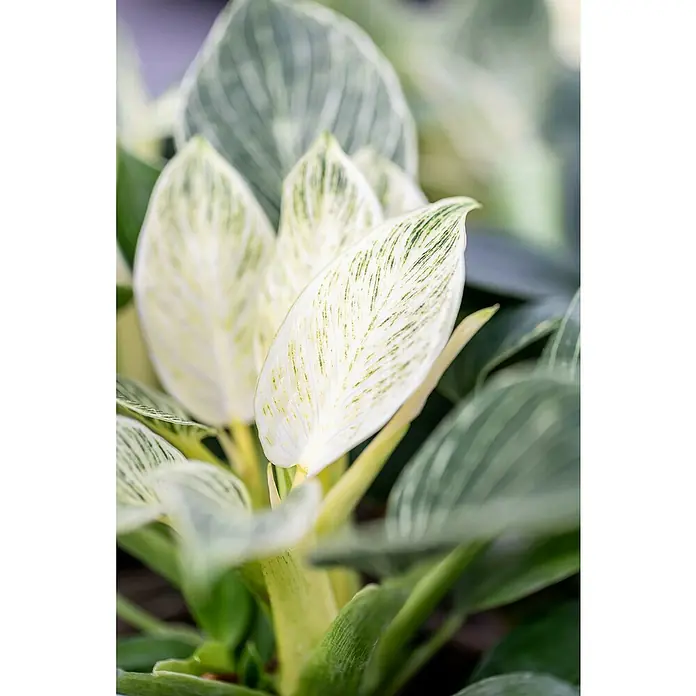 Piardino Baumfreund - Philodendron 'Birkin', Topfgröße: 14 cm - Nahaufnahme einer Birkin-Pflanze mit ihren auffälligen, weiß gestreiften Blättern, die ihr ein elegantes und dekoratives Aussehen verleihen.