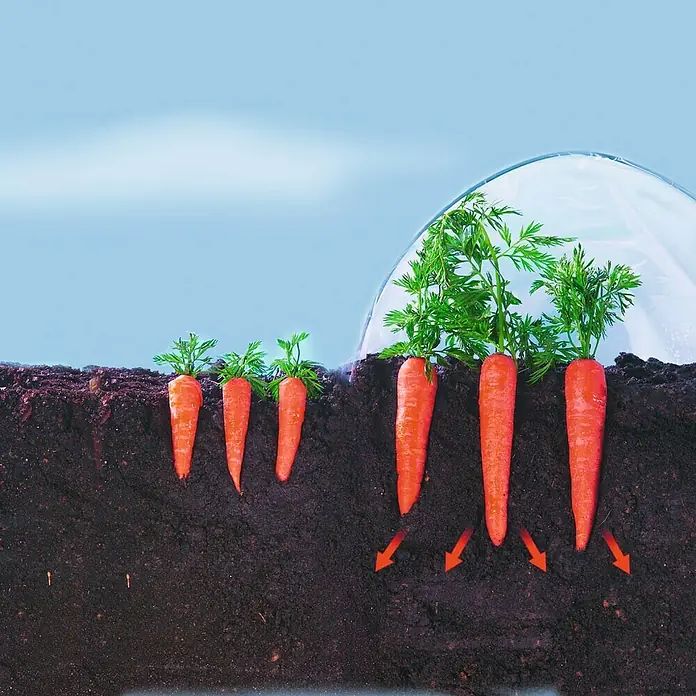 Nortene Film transparente Climafilm - Transparente, L x Al: 2 x 5 m - Crecimiento de zanahorias en el suelo con riego. El desarrollo de las zanahorias se representa por varias etapas de crecimiento.