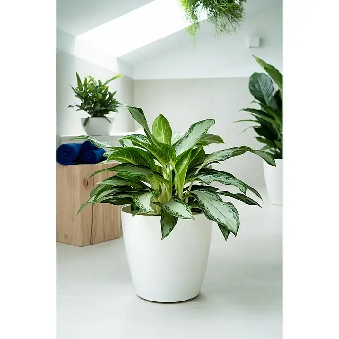 Artevasi San Remo Übertopf rund - Außenmaß (Ø x H): 25 x 23 cm, Weiß - Zimmerpflanze Aglaonema 'Silver Bay' in einem weißen Topf, mit dekorativen grünen und silbernen Blättern, die eine elegante und beruhigende Atmosphäre schaffen.