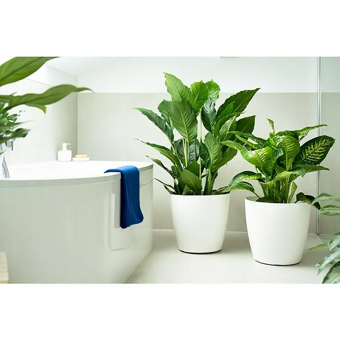 Artevasi San Remo Übertopf rund - Außenmaß (Ø x H): 25 x 23 cm, Weiß - Zimmerpflanzen in weißen Töpfen neben einer Badewanne in einem modernen Badezimmer.