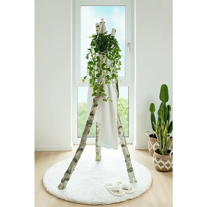 Fellteppich Happy - Elfenbein, Durchmesser: 160 cm, 100 % Polyester (Flor) - Eine Zimmerpflanze auf einem Birkenstammständer vor einem Fenster, auf einem runden Teppich mit Hausschuhen. Kakteen im Hintergrund.