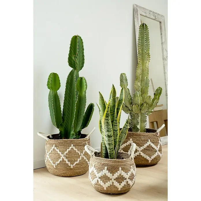 Pflanzkorb - Ø x H: 27 x 35 cm, Naturmaterialien, Braun/Beige - Kaktus- und Sansevieria-Pflanzen in drei geflochtenen Übertöpfen mit weißem Muster, die ein rustikales und natürliches Ambiente schaffen.