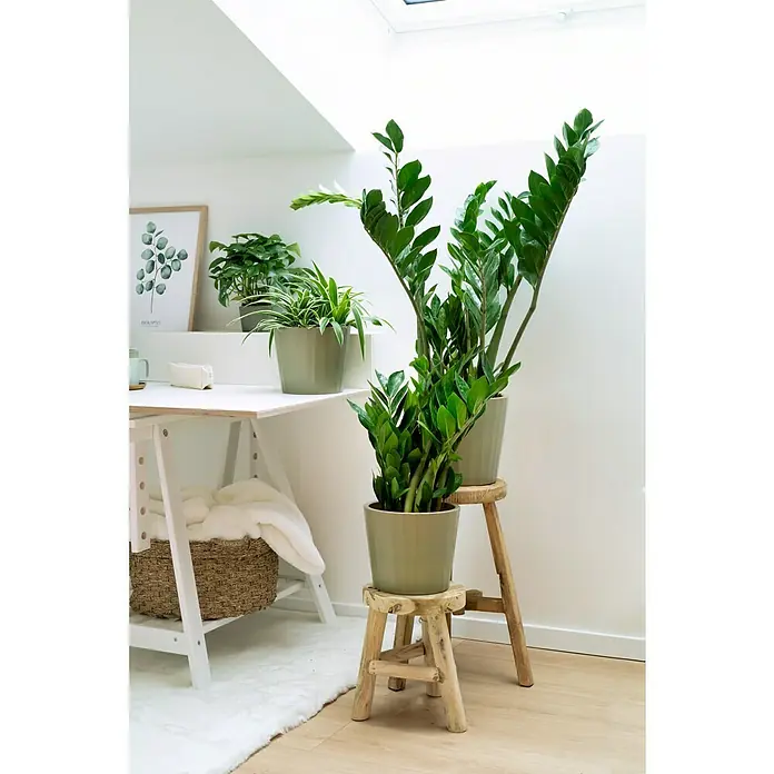 Piardino GlücksfederZamioculcas zamiifolia, Topfgröße: 19 cm - Ein heller, moderner Raum mit zwei Zamioculcas-Pflanzen auf kleinen Holzhockern und einem Schreibtisch mit weiteren Pflanzen.