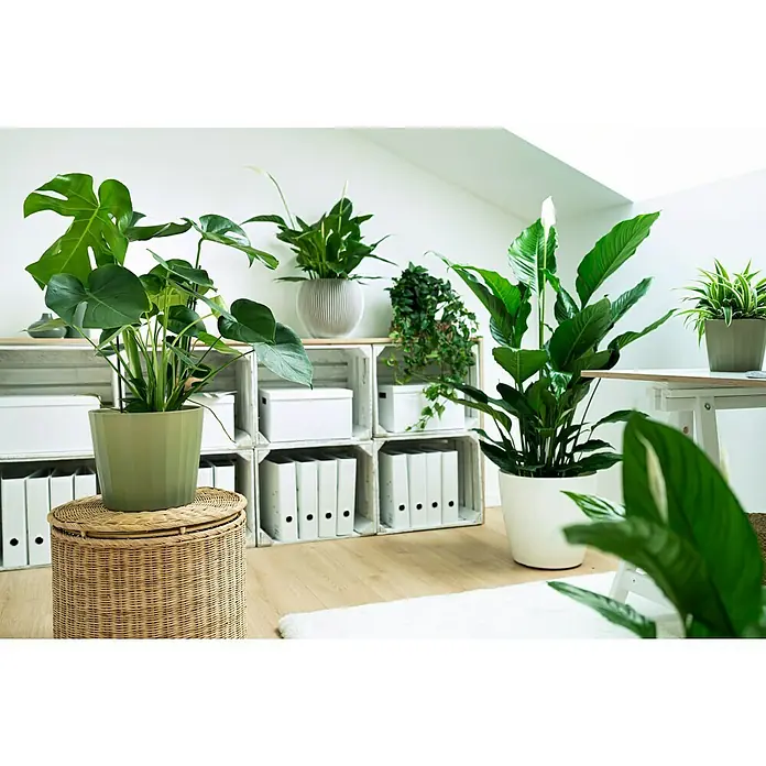 Artevasi San Remo Übertopf rund Matt - Außenmaß (Ø x H): 25 x 23 cm, Kunststoff, Weiß - Helles, geräumiges Zimmer mit verschiedenen Zimmerpflanzen, darunter eine Monstera in einem Topf auf einem runden Tisch.