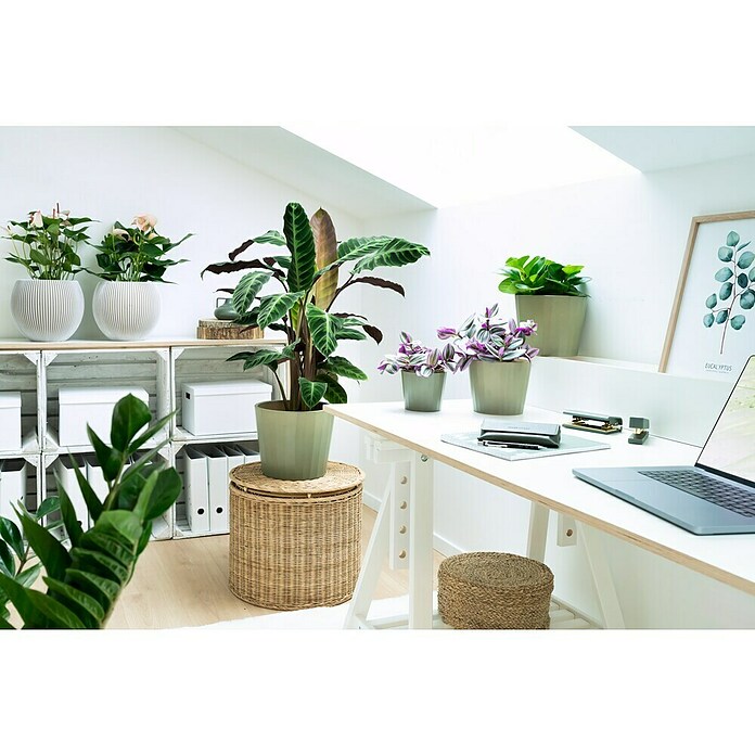 Peperomia rosso 15