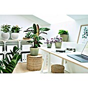Peperomia rosso 15