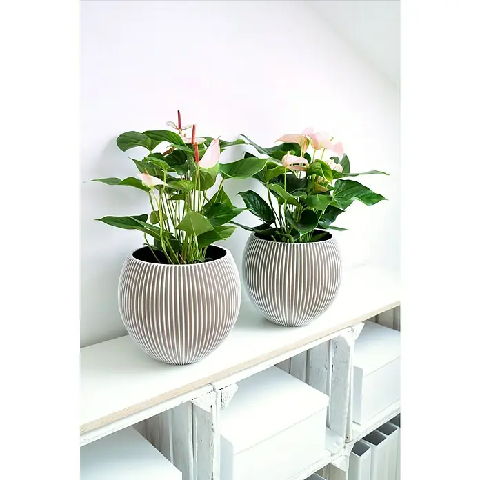 Piardino FlamingoblumeAnthurium x andreanum, Topfgröße: 17 cm, Sortenabhängig - Zwei Anthurien-Pflanzen mit rosa Blüten in modernen, gestreiften Übertöpfen auf einem weißen Regal, das eine minimalistische Ästhetik betont.