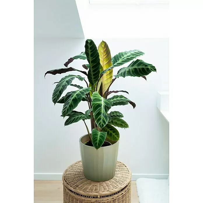 Soendgen Keramik Übertopf rund Umea Barista - Außenmaß (Ø x H): 21 x 19 cm, Pistazie, Keramik, Matt - Eine Calathea-Pflanze mit dunkelgrünen, gemusterten und einigen gelblichen Blättern in einem hellgrünen Facettentopf auf einem Rattan-Hocker.