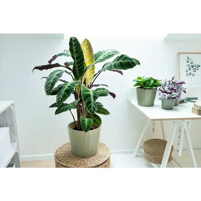 Soendgen Keramik Übertopf rund Umea Barista - Außenmaß (Ø x H): 16 x 13 cm, Pistazie, Keramik, Matt - Zimmerpflanzen-Ensemble: Eine Calathea ornata 'Beauty Star' im Topf auf einem Hocker, begleitet von zwei weiteren Topfpflanzen auf einem Schreibtisch.