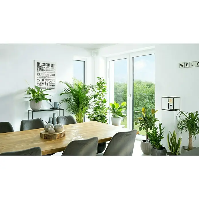 Geli Gießkanne Capri - Anthrazit Transparent, 1,3 l - Ein einladender Essbereich mit einem Holztisch, grauen Stühlen und einer Vielzahl von Zimmerpflanzen, die eine frische, natürliche Atmosphäre schaffen.