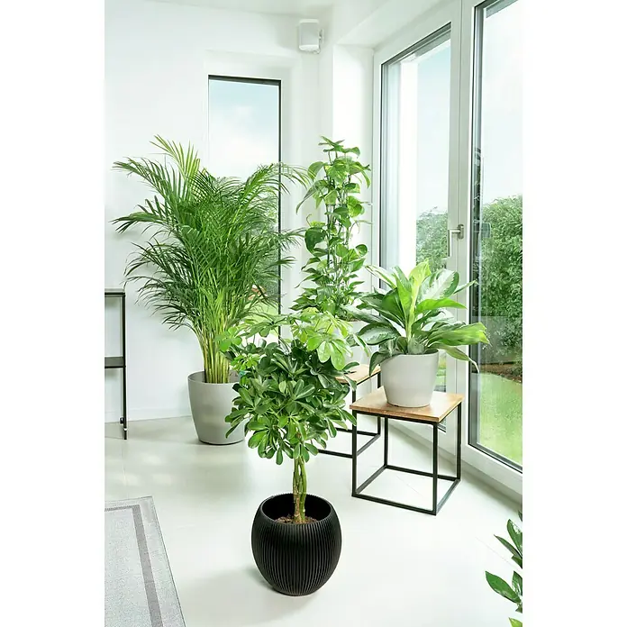 Artevasi San Remo Übertopf rund Matt - Außenmaß (Ø x H): 20 x 18 cm, Kunststoff, Weiß - Vielfältige Auswahl an Zimmerpflanzen, darunter eine Areca-Palme und andere dekorative Pflanzen in stilvollen Töpfen, die jedem Raum eine natürliche Note verleihen.