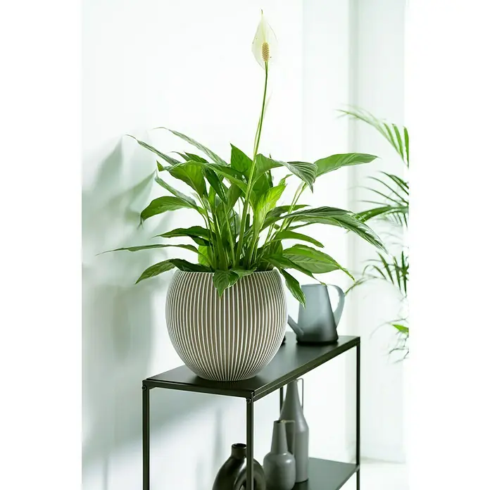 Capi Europe Übertopf rund Nature Groove - Außenmaß (Ø x H): 22 x 18 cm, Elfenbein, Polyester - Ein elegantes Friedenslilie in einem stilvollen, gestreiften Topf, platziert auf einem schwarzen Regal, das jedem Raum eine ruhige Note verleiht.