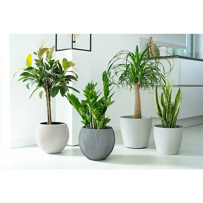 Piardino GlücksfederZamioculcas zamiifolia, Topfgröße: 19 cm - Eine Nahaufnahme von vier Zimmerpflanzen in dekorativen Töpfen, die ein stilvolles Innendesign präsentieren.