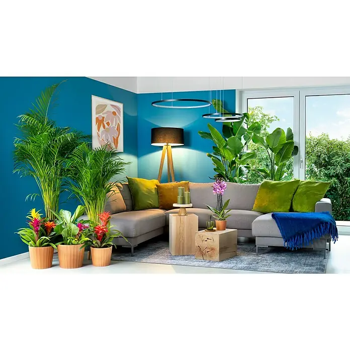 Piardino Guzmanie - Guzmania speciosa, Topfgröße: 12 cm - Wohnzimmer mit tropischen Pflanzen und einer grauen Eckcouch, dekoriert mit farbenfrohen Kissen und einer blauen Decke. Moderne Lampen runden das Ambiente ab.