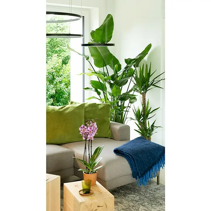 Piardino BaumstrelitzieStrelitzia nicolai, Topfgröße: 35 cm - Elegante Wohnzimmergestaltung mit einer Orchidee im Topf auf einem Holztisch, einem grauen Sofa mit grünen Kissen und einer blauen Decke.