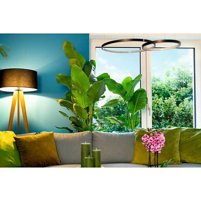 Piardino Paradijsvogelplant (Strelitzia nicolai, Potmaat: 27 cm) | BAUHAUS