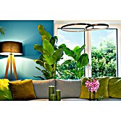 Piardino Paradijsvogelplant (Strelitzia nicolai, Potmaat: 27 cm) | BAUHAUS