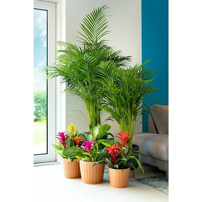 Piardino Guzmanie - Guzmania speciosa, Topfgröße: 12 cm - Zimmerpflanzen-Arrangement mit Areca-Palme und farbenfrohen Bromelien in Terrakotta-Töpfen, ideal für eine frische, lebendige Atmosphäre im Raum.