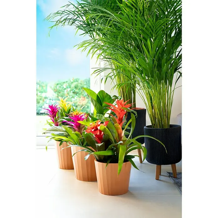 Piardino Guzmanie - Guzmania speciosa, Topfgröße: 12 cm - Eine Nahaufnahme von einer Reihe von bunten Bromelien Pflanzen in Terrakotta Töpfen und hohen Grünpflanzen in dunklen Töpfen.