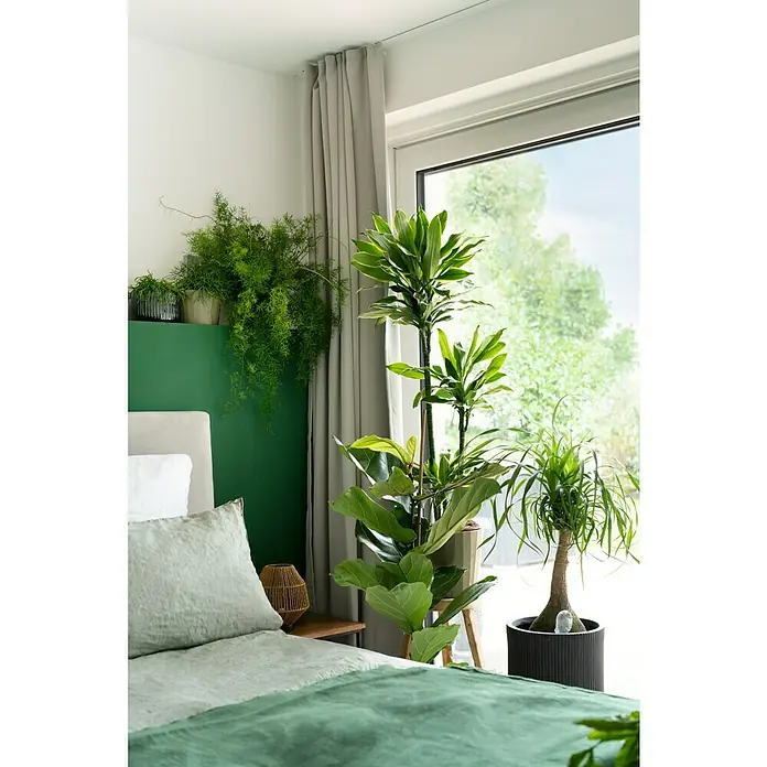 Mica Decorations Übertopf rund Pablo Ribble - Außenmaß (Ø x H): 16 x 14 cm, Dunkelgrün, Keramik - Ein Schlafzimmer mit vielen Zimmerpflanzen, darunter ein Geigenblattbaum und eine Dracaena, die für einen frischen Look sorgen.