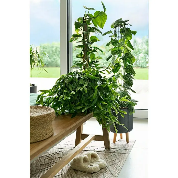 Piardino Zimmerpflanzen-Mix - Verschiedene Sorten, Topfgröße: 24 cm - Zimmerpflanzenarrangement mit einer prächtigen Rhipsalis, einer Kletterpflanze an einem Moosstab und einer weiteren Kletterpflanze an einem Rankgitter.