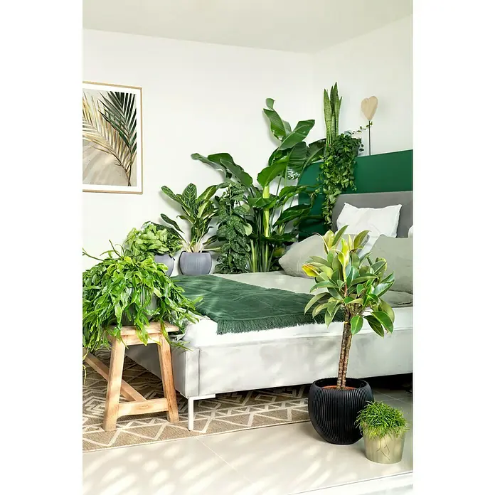 Piardino BaumstrelitzieStrelitzia nicolai, Topfgröße: 35 cm - Ein helles Schlafzimmer mit einem Bett umgeben von üppigen Zimmerpflanzen, die eine grüne und natürliche Atmosphäre schaffen.