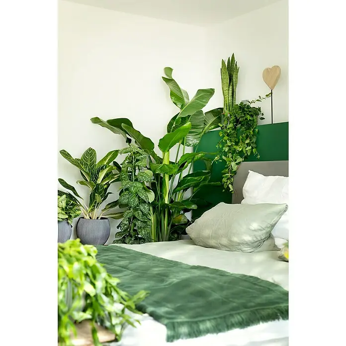 Capi Europe Übertopf rund Nature Groove - Außenmaß (Ø x H): 29 x 26 cm, Anthrazit, Polyester - Schlafzimmer mit vielen Zimmerpflanzen als Deko, wie Aglaonema, Monstera und Strelitzia, mit grüner Tagesdecke und Dekokissen.