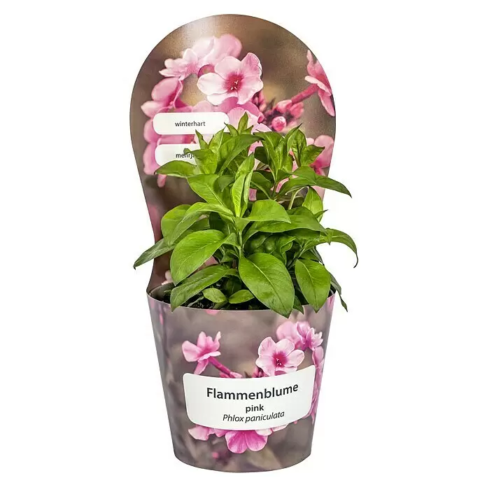 Piardino Hohe Flammenblume - Phlox paniculata, 19 cm, Pink - Topfpflanze 'Flammenblume pink' (Phlox paniculata) mit grünen Blättern in dekorativer Hülle mit rosa Blüten und Text.