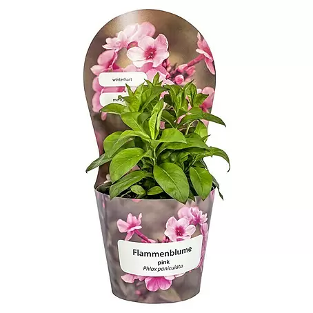Piardino  Hohe Flammenblume