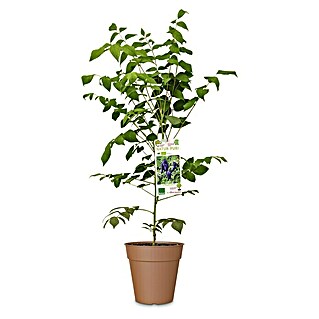 Obstbaum Bio Blaugurkenbaum (Decaisnea fargesii, Topfvolumen: 3 l)