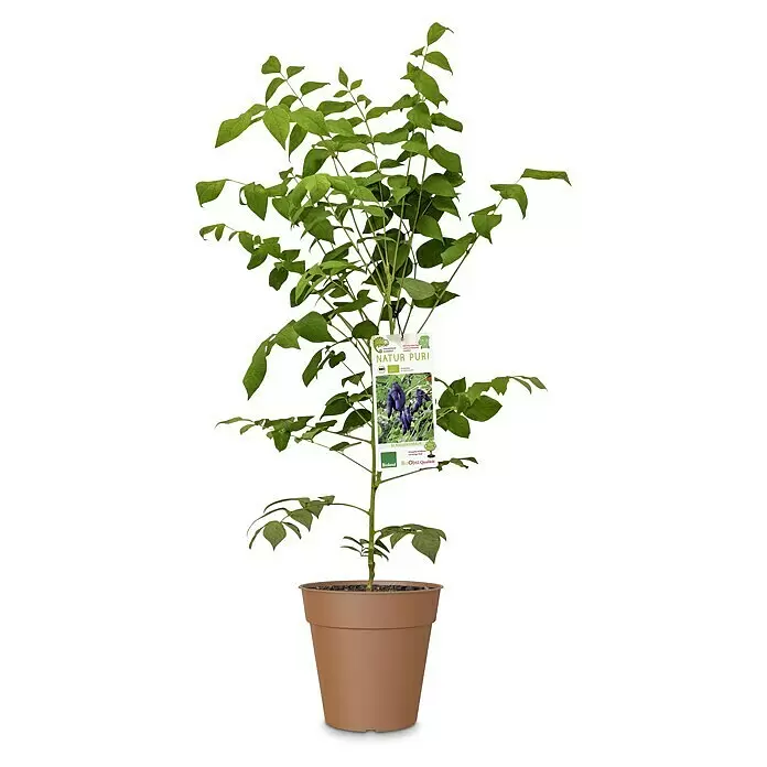 Obstbaum Sondersorten - Topfvolumen: 3 l - Grüne Blattpflanze mit weißem Etikett, das lila Früchte zeigt, in braunem Topf.