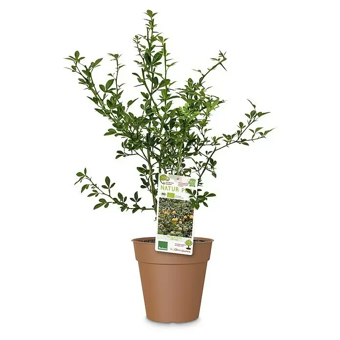 Obstbaum Sondersorten - Topfvolumen: 3 l - Eine grüne, dornige Zitruspflanze in einem braunen Topf mit einem weißen Informationsetikett.