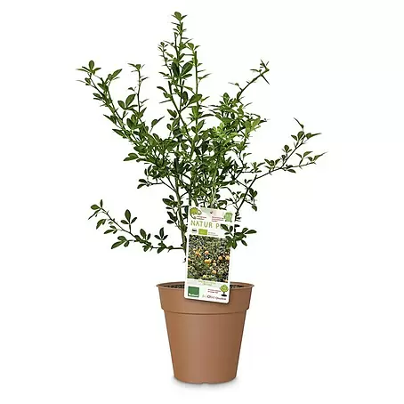 Obstbaum Sondersorten
