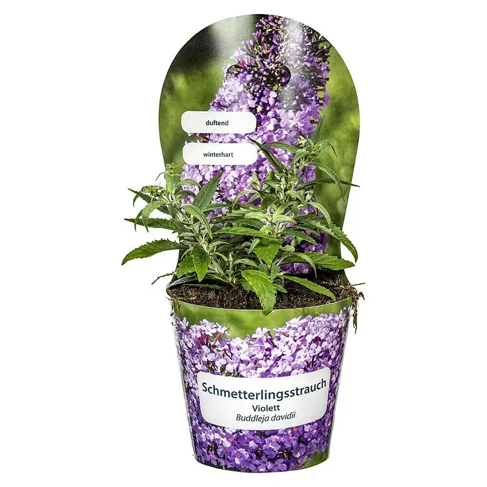 Piardino Schmetterlingsstrauch - Buddleya davidii, Topfgröße: 19 cm, Sortenabhängig - Schmetterlingsstrauch 'Violett' (Buddleja davidii) im Topf. Diese duftende und winterharte Pflanze ist ein Blickfang für jeden Garten.