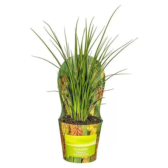 Piardino Fackellilie - Kniphofia uvaria Flamenco, Topfgröße: 19 cm, Orange/Rot - Grüne Fackellilie 'Flamenco' im Ziertopf mit Etikett.