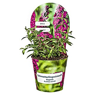 Piardino Schmetterlingsstrauch (Buddleja davidii, Topfgröße: 19 cm, Sortenabhängig)