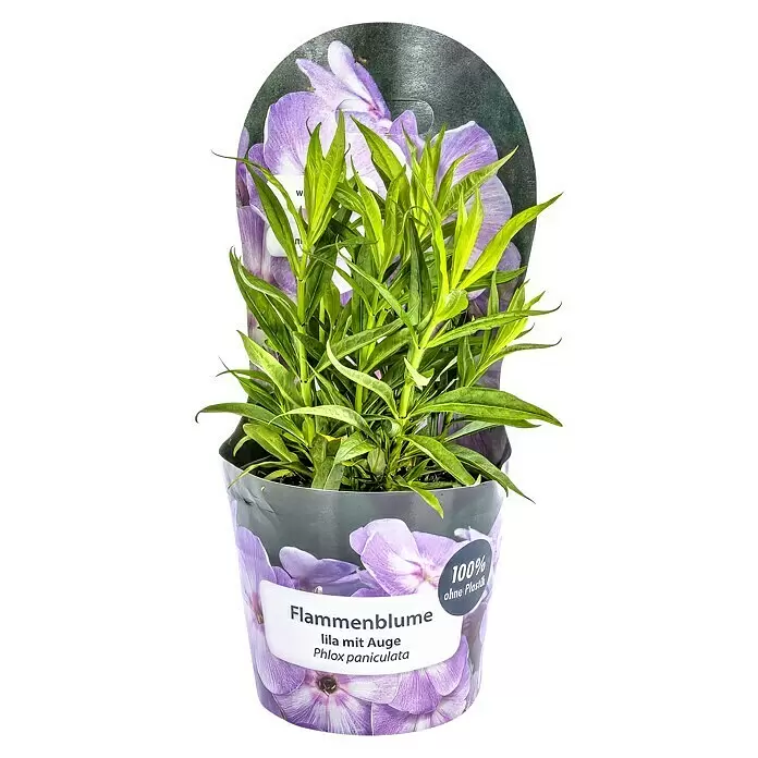 Piardino Hohe Flammenblume - Phlox paniculata, 19 cm, Lila - Grüne Flammenblume (Phlox paniculata) im Topf mit lila Blumenmuster und '100% plastikfrei' Aufschrift.