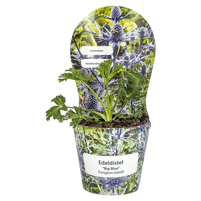 Piardino Edeldistel - Eryngium x zabelii 'Big Blue', Topfgröße: 19 cm, Blau - Edeldistel "Big Blue" (Eryngium zabelii) im Topf. Winterharte und insektenfreundliche Pflanze mit blauen Blüten und grünen Blättern.