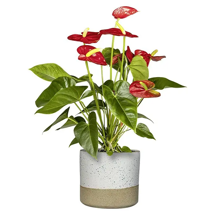Piardino FlamingoblumeAnthurium x andreanum, Topfgröße: 17 cm, Sortenabhängig - Eine Zimmerpflanze Anthurie mit roten Blüten in einem zementgrauen Topf mit braunem Sockel.