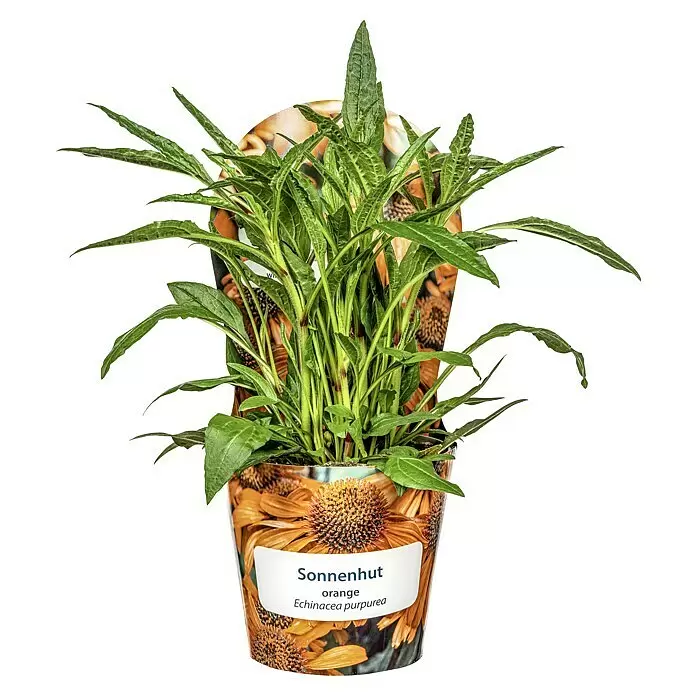 Piardino Scheinsonnenhut - Echinacea purpurea, Orange - Grüne Echinacea purpurea Pflanze im orangefarbenen Topf mit Blumenmuster und weißem Etikett.