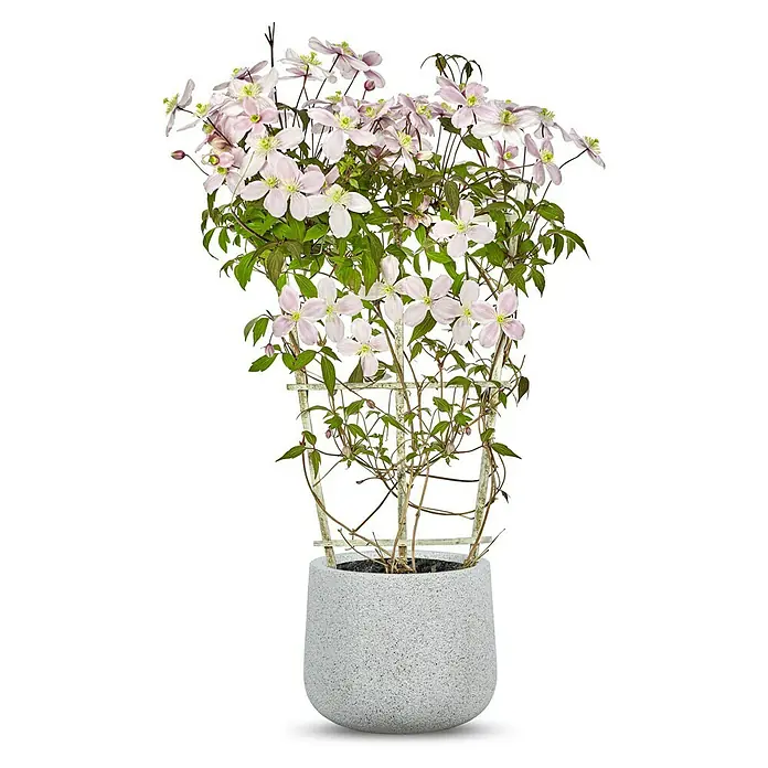 Pflanzkübel rund Minnesota - Außenmaß (Ø x H): 43 x 36 cm, Verbundwerkstoff, Hellgrau - Ein Topf mit einer Clematis alpina 'Pink Flamingo', die mit ihren zarten rosa Blüten und dem Rankgitter einen eleganten Blickfang bildet.