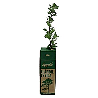 Legua Planta perenne Encina (Altura de crecimiento actual: 15 cm - 20 cm)