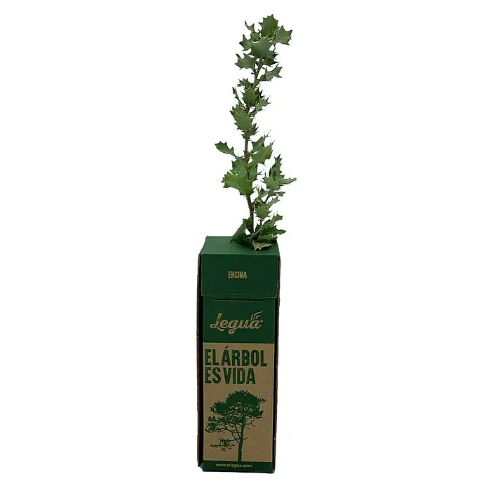 Legua Planta perenne Encina - Quercus ilex L - Joven encina en embalaje de Legua con la inscripción "El árbol es vida".