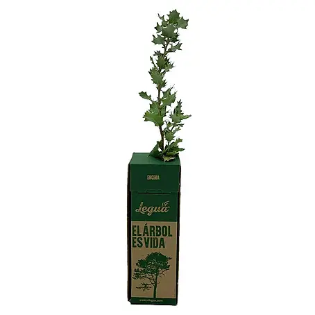 Legua  Planta perenne Encina
