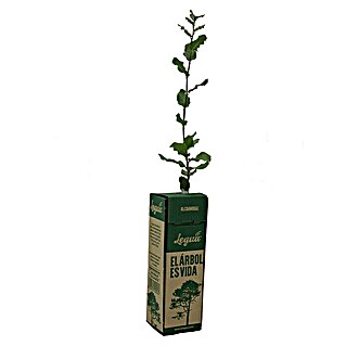 Legua Planta perenne Alcornoque (Altura de crecimiento actual: 15 cm - 20 cm)