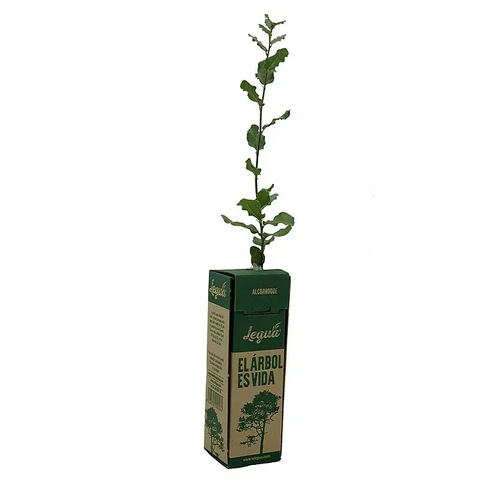 Legua Planta perenne Alcornoque - Quercus suber L - Un joven alcornoque de Legua, presentado en un paquete de cartón con "El árbol es vida" escrito.