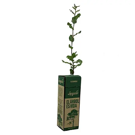Legua  Planta perenne Alcornoque