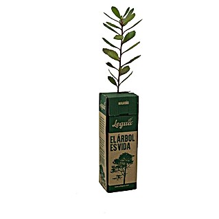 Piardino Planta perenne Madroño (Altura de crecimiento actual: 15 cm - 20 cm)